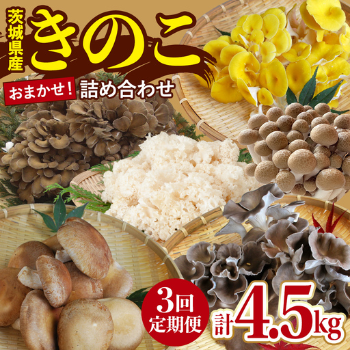 [ 3ヶ月 連続定期便 ] きのこ の 詰め合わせ Mサイズ 約1.5kg 大容量 キノコ 舞茸 あわび茸 たもぎ茸 しいたけ ぶなしめじ 花びら茸 セット 鍋 炒め物 茨城県 城里町産 定期便