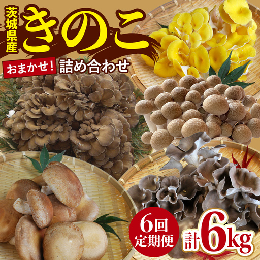 [ 6ヶ月 隔月定期便 ] きのこ の 詰め合わせ Sサイズ 約1kg 大容量 キノコ 舞茸 あわび茸 たもぎ茸 しいたけ ぶなしめじ セット 鍋 炒め物 茨城県 城里町産 定期便
