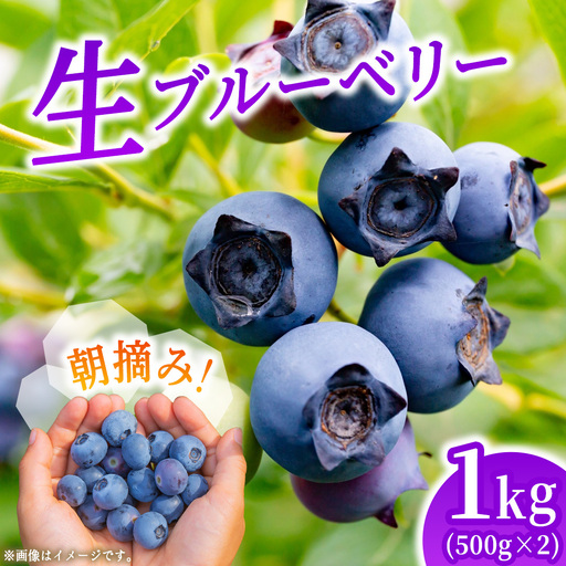 朝摘み 生 ブルーベリー 1kg (500g×2) (CB001)
