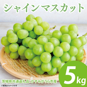 ys\zVC}XJbg 5kg 7`9[i錧ʕԗiF݂sYj@2025N8{`2026N1{ɏ\iCD035j
