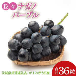 【先行予約】【2025年8月より発送開始】粒々ぶどう36粒ナガノパープル（茨城県共通返礼品：かすみがうら市産）|葡萄 ぶどう ブドウ 果物 くだもの フルーツ ナガノパープル 数量限定 かすみがうら市産 共通返礼品 茨城県 大子町（CD165）