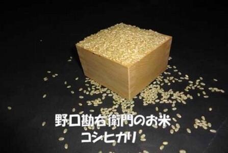 y7NYzEq̂āuS͔|āiRVqJjv20kg(10kg×2)