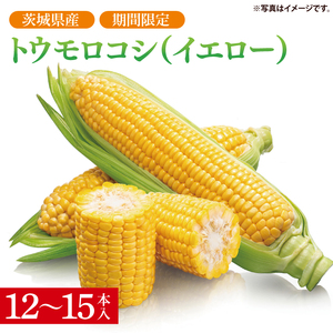 先行予約 トウモロコシ イエロー 12～15本入 山崎農園 産地直送 朝採り 新鮮 野菜 夏 旬 とうもろこし コーン 甘い おいしい 茨城県 阿見町【2026年6月上旬～7月下旬頃順次発送予定】（70-04-1）