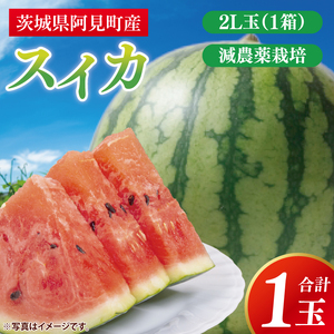 スイカ すいか 西瓜 2L 大玉 甘い 茨城県産 阿見町 産地直送 夏限定 フルーツ シャリ感 春 旬 夏 先行予約[2026年6月下旬より順次配送](73-02)