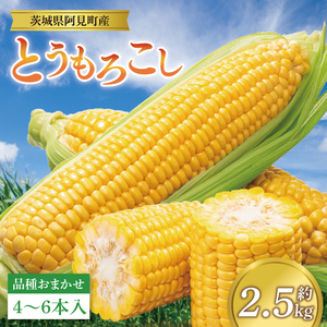 【先行予約 6月中旬から順次配送】とうもろこし　4本～6本入り（約2.5kg）【野菜 甘い トウモロコシ 玉蜀黍 茨城県 阿見町産】(76-05)