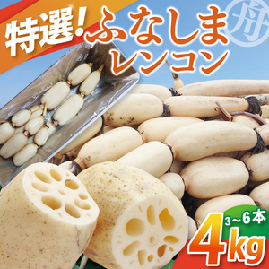 [先行予約][特選]ふなしま蓮根(4kg箱)3〜6本[レシピ 高品質 幻の蓮根 老舗 希少品種 柔らかい](82-01-1)