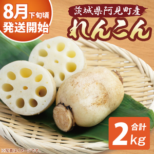 [先行予約][8月下旬より発送]れんこん2kg[絶品 蓮根 レンコン 高級感 茨城県産 茨城県 阿見町](89-01)
