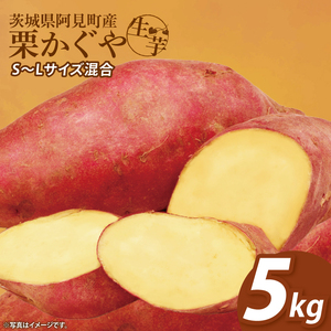 [12月下旬より順次発送]さつまいも くりかぐや5kg[甘藷 甘い さつま芋 サツマイモ 薩摩芋 茨城県産 茨城県 阿見町](90-01)