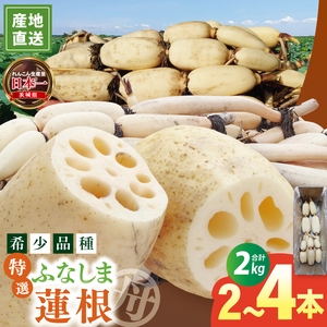 [特選]ふなしま蓮根(2kg箱)| 老舗産地 レンコン 希少品種 れんこん 柔らかい 産地直送(82-02)