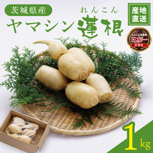 ヤマシン蓮根 1kg|レンコン 食物繊維 新鮮 シャキシャキ 茨城県 阿見町(98-02)