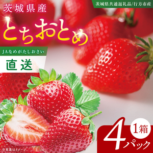 [先行予約12月下旬から発送][茨城県共通返礼品/行方市産]JAなめがたしおさい直送「とちおとめ」1箱 (4パック入)[大粒 酸味 甘い 減農薬栽培 茨城県行方市](96-01)