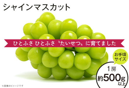 58-06シャインマスカット1房（500g以上）お手頃サイズ【2024年10月上旬～11月上旬ごろ発送予定】