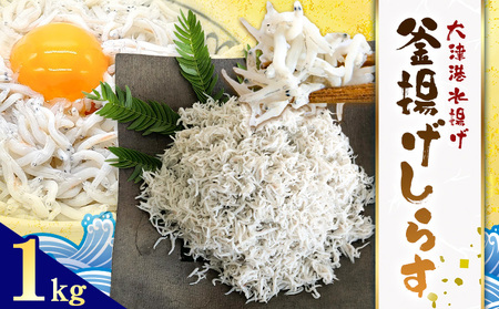 釜揚げしらす 大津港水揚げ しらす 1kg (茨城県共通返礼品:北茨城市) 川崎水産有限会社 [30日以内に出荷予定(土日祝除く)]釜揚げ 減塩 茨城県 河内町 [配送不可地域あり](沖縄・離島)