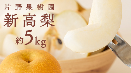 新高梨 約5kg 10月上旬発送 梨 梨 梨 梨 梨 梨 梨