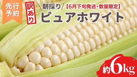 【 訳あり 】【 令和7年産 】【先行予約 2025年6月下旬以降発送 】【数量限定】 朝採り 白い とうもろこし ピュアホワイト 約6kg トウモロコシ コーン 旬 BBQ バーベキュー 夏野菜 甘い 期間限定 ふるさと納税 6000円 [AX056ya]