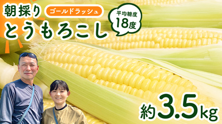 [先行予約 令和7年 6月下旬 以降発送 ] 朝採り とうもろこし ( ゴールドラッシュ ) 約 3.5kg トウモロコシ 朝採り 甘い 新鮮 スイートコーン コーン 野菜 極甘 岩田さん 2025 [AX058ya]