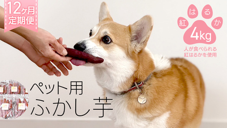 【12ヶ月定期便】動物 ペットおやつ ペット用 ふかし芋 小芋 紅はるか 芋 いも おやつ 動物 ペットフード 犬 猫 間食 ヘルシー オヤツ 4kg [AU126ya]