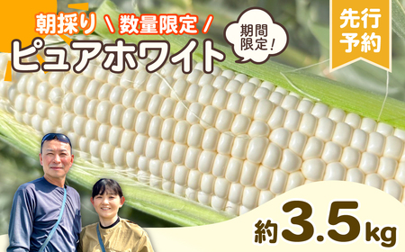 とうもろこし 朝採れ ピュアホワイト 約3.5kg とうもろこし とうもろこし とうもろこし とうもろこし とうもろこし とうもろこし とうもろこし [AX059ya]
