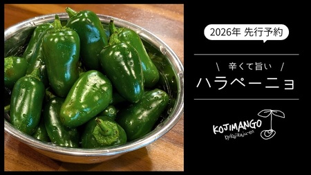 �n���y�[�j�� 2kg �R�W�J�W���� �_�ƒ��� ��s�\�� 2026�N9����{