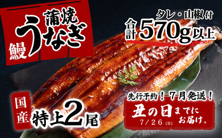 【土用の丑の日お届け】 国産 特上うなぎ 蒲焼き 2尾 570g以上 ウなぎ