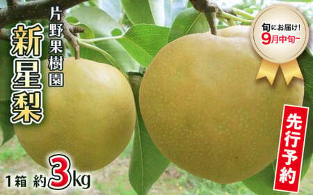 新星梨 約3kg 9月中旬発送 梨 梨 梨 梨 梨 梨 梨