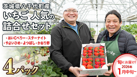[ 先行予約 2026年1月中旬以降発送 ] 数量限定 農家直送 ♪ 八千代町産 いちご ボリュームパック ( 4パック ) 人気 の 詰め合わせ セット イチゴ 苺 季節限定 茨城県 フルーツ 果物 食べ比べ セット [AJ002ya]