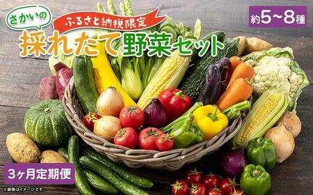 [定期便/3ヶ月連続お届け]さかいの採れたて 野菜セット(5〜8種) 道の駅さかい おまかせ 産地直送 新鮮