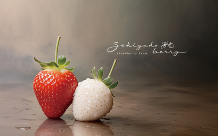 y2026Ns\z I 4iHׂ 480g (240g×2g[) K2630