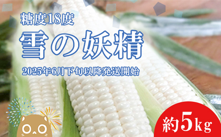 [先行予約][2025年6月下旬以降順次発送]糖度18度前後 白いとうもろこし「雪の妖精」約5kg入り 1000セット限定