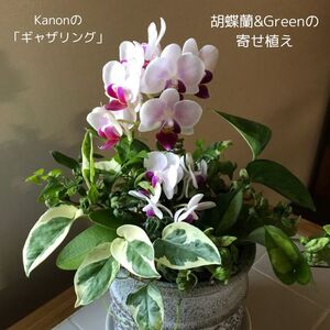 Kanonの「ギャザリング」胡蝶蘭&Greenの寄せ植え