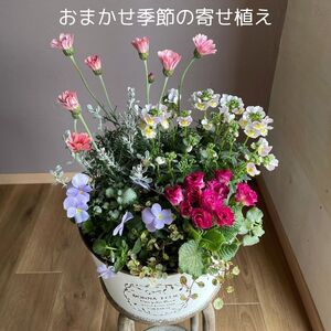 Kanonのおまかせ季節の寄せ植え