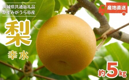 y2026Ns\z  L 5kg i錧ʕԗiE݂sYj ^  Ȃ ʕ t[c s\ L 5kg