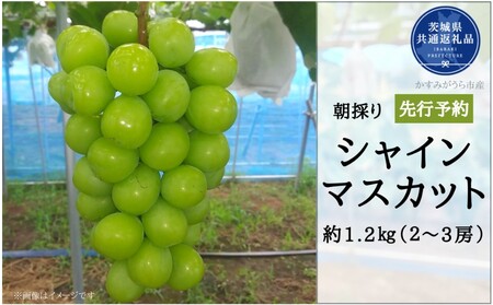 y2026Ns\zL@엿͔| 嗱 VC}XJbg v1.2kg ǂ Yni錧ʕԗiE݂sj ^ Ԃǂ  uhE VC}XJbg s\ \ 1.2kg 