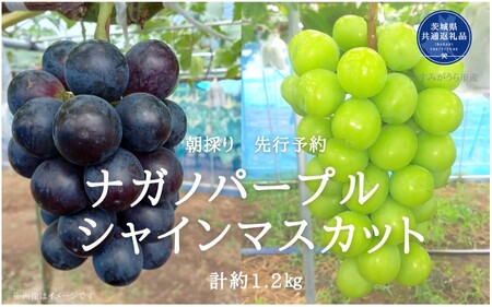 y2026Ns\zL@엿͔| 嗱 iKmp[v { VC}XJbg v1.2kg ǂ Yni錧ʕԗiE݂sj ^ Ԃǂ  uhE iKmp[v VC