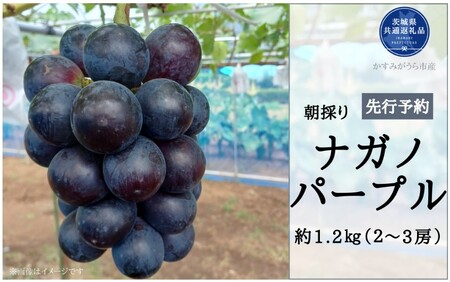 y2026Ns\zL@엿͔| 嗱 iKmp[v v1.2kg ǂ Yni錧ʕԗiE݂sj ^ Ԃǂ  uhE iKmp[v s\ \ 1.2kg ǂ Yn