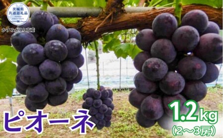 y2026Ns\zsI[l 1.2kgi2 ` 3[ji錧ʕԗiE݂sYj^ Ԃǂ  uhE sI[l s\ \ 1.2kg ǂ Yn 錧