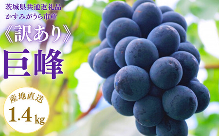 [訳あり]巨峰 1.4kg(茨城県共通返礼品・かすみがうら市産) / 巨峰 きょほう キョホウ 葡萄 ぶどう ブドウ 果物 くだもの フルーツ 訳あり 訳アリ 規格外 家庭用 1.4kg 産地直送 産直 茨城県 利根町
