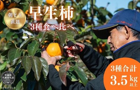 早秋柿・太雅柿・太秋柿 早生柿3種食べ比べセット(茨城県共通返礼品・かすみがうら市産) / 柿 カキ かき 早秋柿 太雅柿 太秋柿 食べ比べ 果物 フルーツ 3.5kg 果物 フルーツ 産地直送 ギフト 贈答 利根町