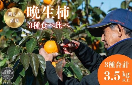 富有柿・陽豊柿・太豊柿 晩生柿3種食べ比べセット(茨城県共通返礼品・かすみがうら市産) / 柿 カキ かき 富有柿 陽豊柿 太豊柿 食べ比べ 果物 フルーツ 3.5kg 果物 フルーツ 産地直送 ギフト 贈答 利根町