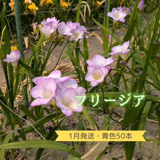 1月発送:優しい香り[フリージア]青色 50本