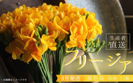 [先行予約]2026年3月発送:香り華やぐ フリージア 黄色 50本 生産者直送 直送 生花 切り花 花 はな 春 先行予約 予約 茨城県 利根町