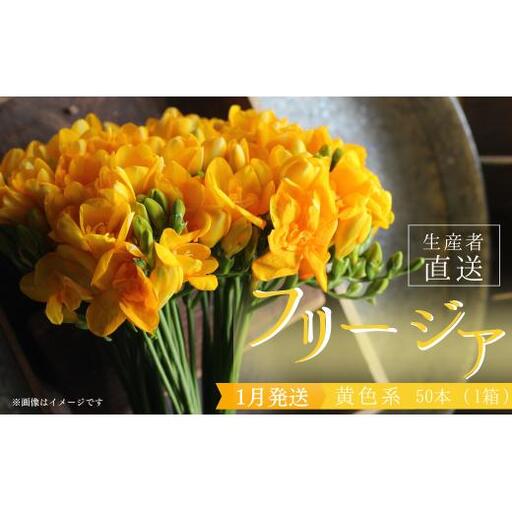 【先行予約】2027年1月発送：香り華やぐ フリージア 黄色　50本 生産者直送 直送 生花 切り花 花 はな 春 先行予約 予約 茨城県 利根町