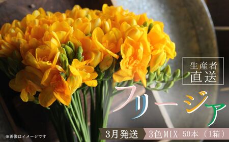 [先行予約]2026年3月発送:香り華やぐ フリージア 3色セット 50本 生産者直送 直送 生花 切り花 花 はな 春 先行予約 予約 茨城県 利根町