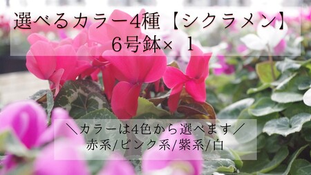 選べるカラー4色[シクラメン]6号鉢×1(ピンク系)
