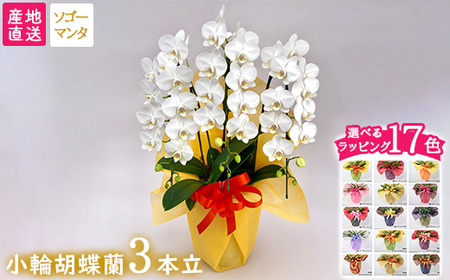 【栃木県宇都宮産】胡蝶蘭（小輪）ソゴーマンタ　3本立 ※離島への配送不可