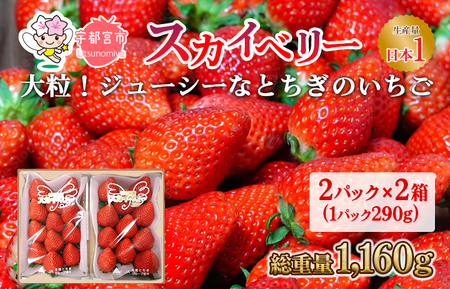 【先行予約】スカイベリー 2箱 1.16kg（1箱(2パック入)×2） いちご 大粒 | ギフト 贈答 栃木県 宇都宮市 果物 フルーツ 苺 イチゴ 人気　※2025年1月上旬～3月上旬頃に順次発送予定　※北海道・沖縄・離島への配送不可