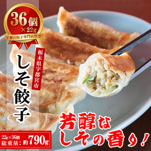 宇都宮餃子専門店 悟空 しそ餃子 22g×36個入|餃子 冷凍 ぎょうざ ギョーザ 惣菜 国産野菜 国産豚肉 おかず 弁当 晩酌 おつまみ お取り寄せ グルメ 簡単調理 お手軽 時短 冷凍食品 栃木県 宇都宮市 ※離島への配送不可