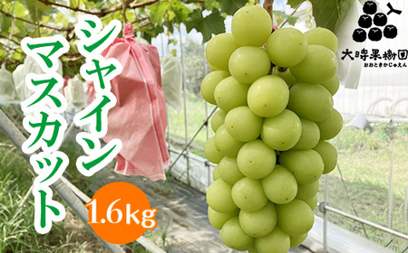 VC}XJbg 1.6kg@2025N9{菇\