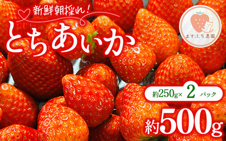 とちあいか 約500g(約250g×2パック)| いちご イチゴ 苺 果物 フルーツ 栃木県 宇都宮市 ※離島への配送不可 ※2026年1月中旬〜4月下旬頃に順次発送予定