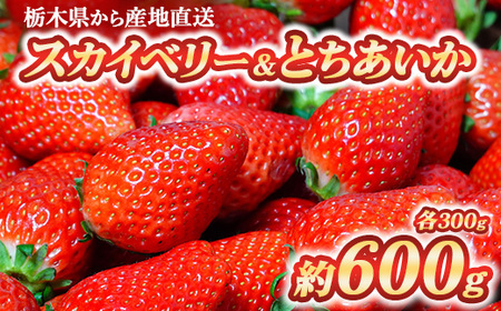 [数量限定] いちご食べ比べセット スカイベリー300g&とちあいか300g 